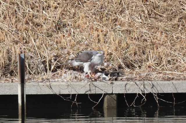DSCN1394.jpg