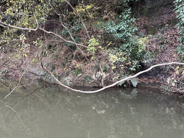 IMG_1773.jpeg