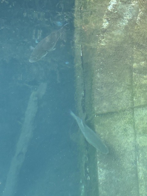 IMG_2807.jpeg